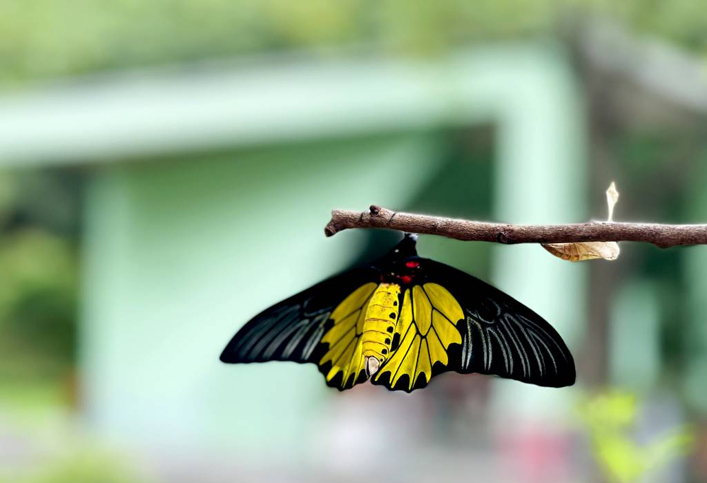 黃裳鳳蝶數量稀少，是政府公告的保育物種。