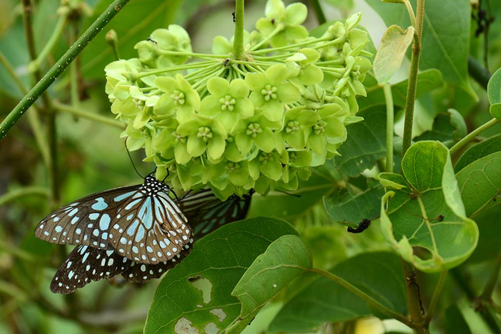 淡小紋青斑蝶正在採蜜。