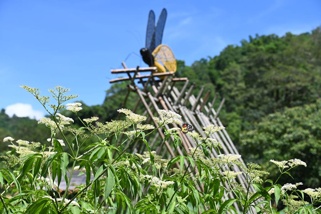 紙教堂園區種植大片冇骨肖，吸引蝴蝶前來採蜜。